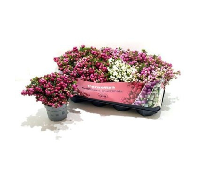 GAULTHERIA MUCRONATA VARIE