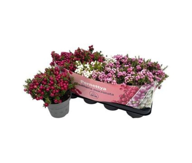 GAULTHERIA MUCRONATA VARIE