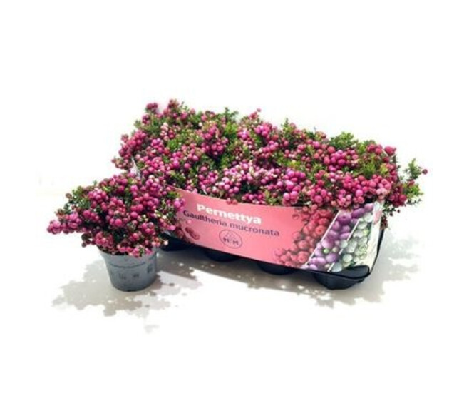 GAULTHERIA MUCRONATA ROUGE