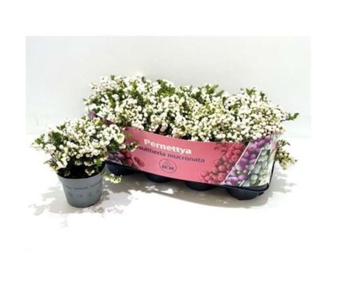 GAULTHERIA MUCRONATA BLANC