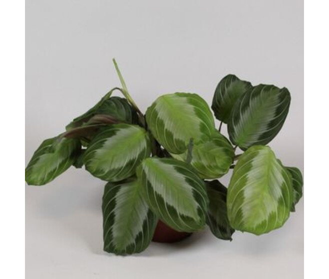 MARANTA FASCINATOR