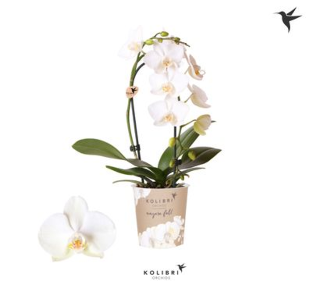 PHALAENOPSIS 1BR BLANC CASCADE