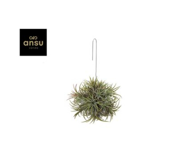 TILLANDSIA BOULE