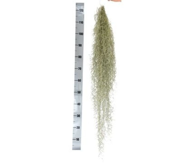 TILLANDISA USNOIDES 100CM