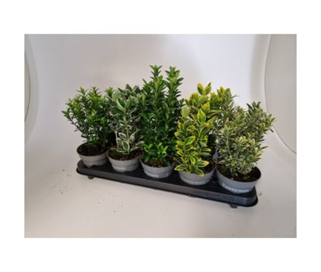 EUONYMUS VARIE