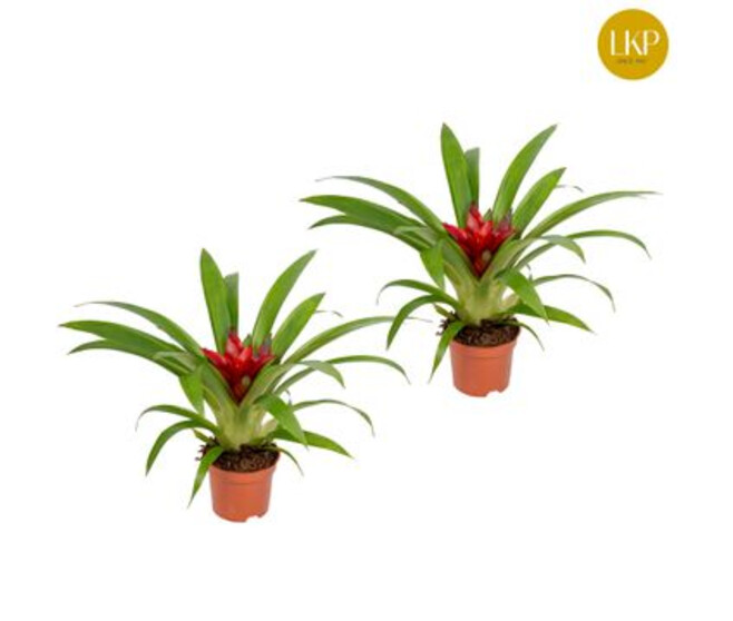 GUZMANIA ROUGE