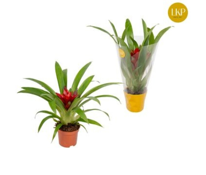 GUZMANIA ROUGE