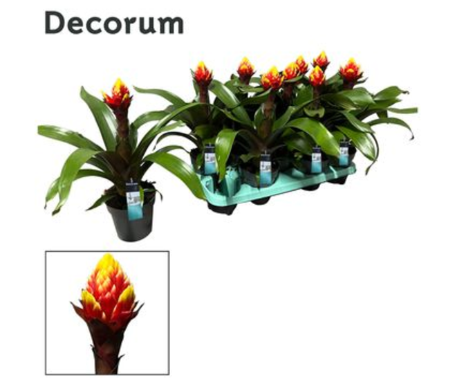 GUZMANIA CROWN