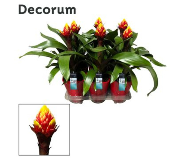 GUZMANIA CROWN CERAM