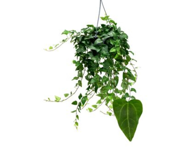 HEDERA MEIN HERZ SUSP