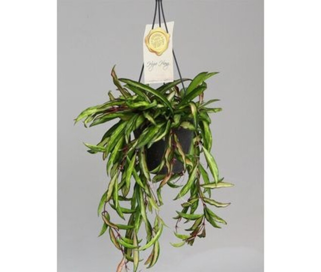 HOYA TRICOLOR SUSP