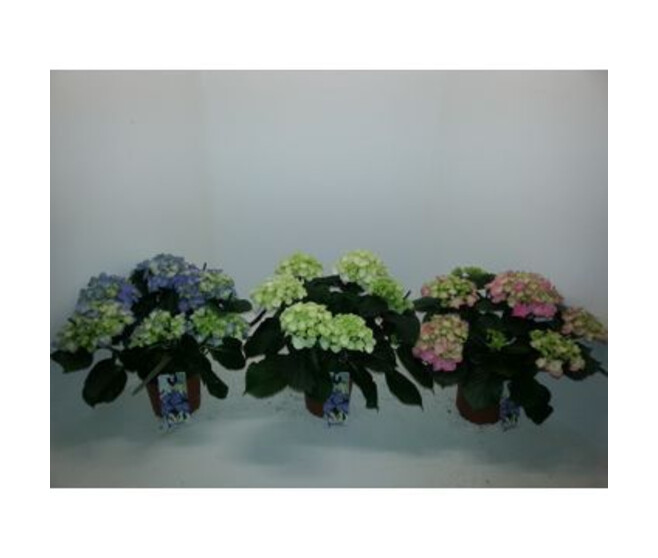 HORTENSIA 7/8FL VARIE