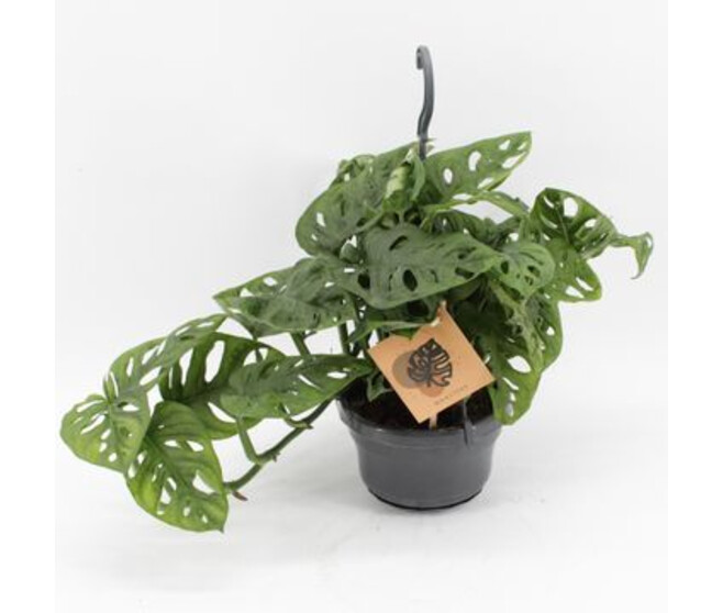 PHILODENDRON MONSTERA MONKEY SUSP