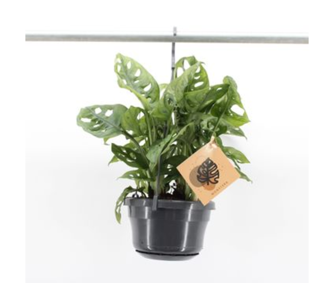 PHILODENDRON MONSTERA MONKEY SUSP