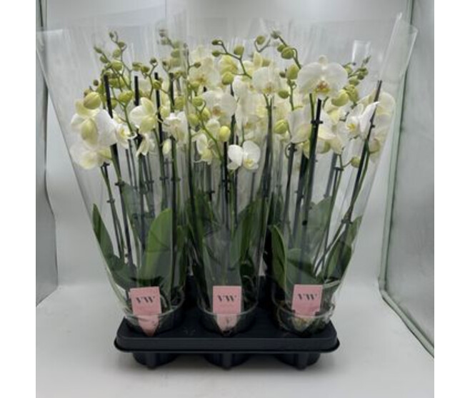 PHALAENOPSIS 3/4BR BLANC