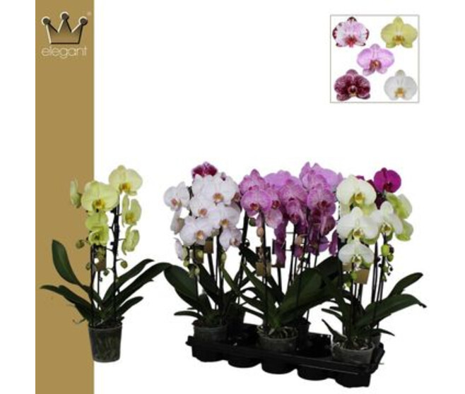 PHALAENOPSIS 2BR CASCADE VARIE