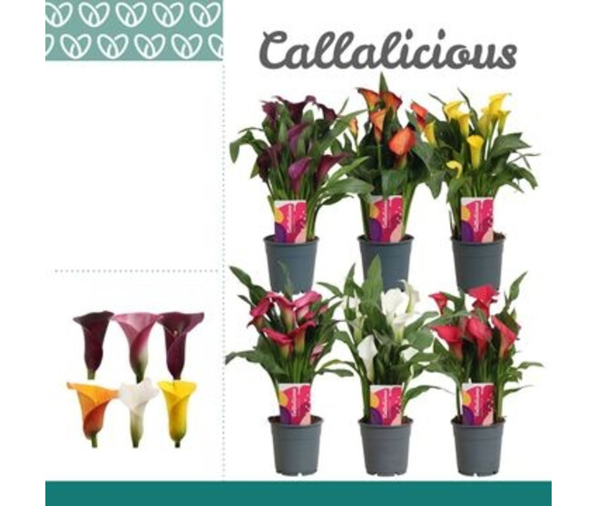 ARUM COULEUR