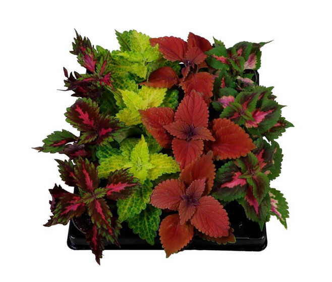 COLEUS BLUMEI