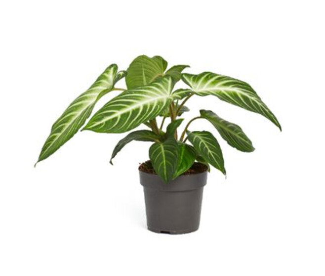 CALADIUM LINDELII