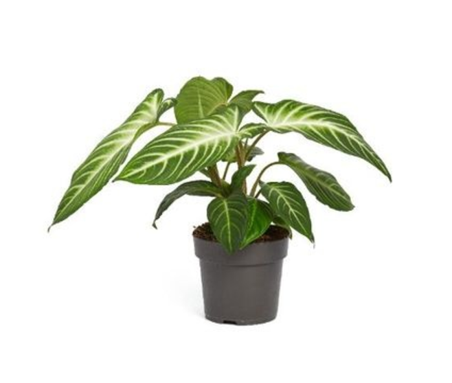 CALADIUM LINDELII