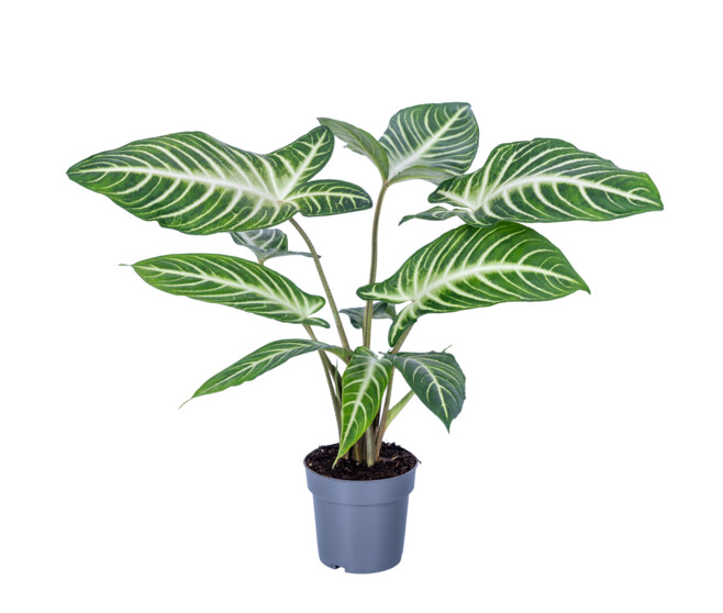 CALADIUM LINDELII