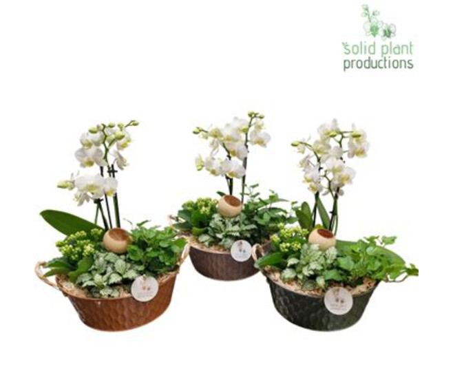 COMPO PHALAENOPSIS COUPE ZINC