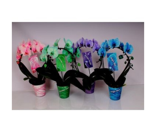 PHALAENOPSIS 2BR TEINTE ARCEAU