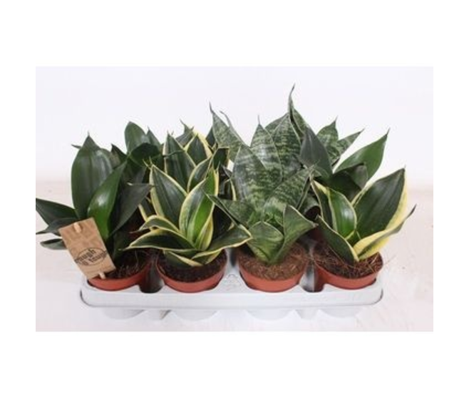 SANSEVIERIA HAHNII