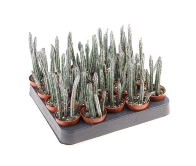 SENECIO