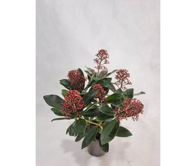 SKIMMIA JAPONICA