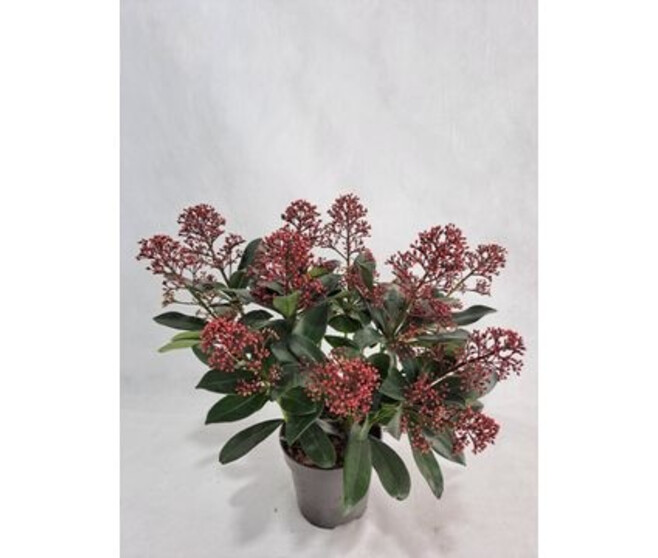 SKIMMIA JAPONICA