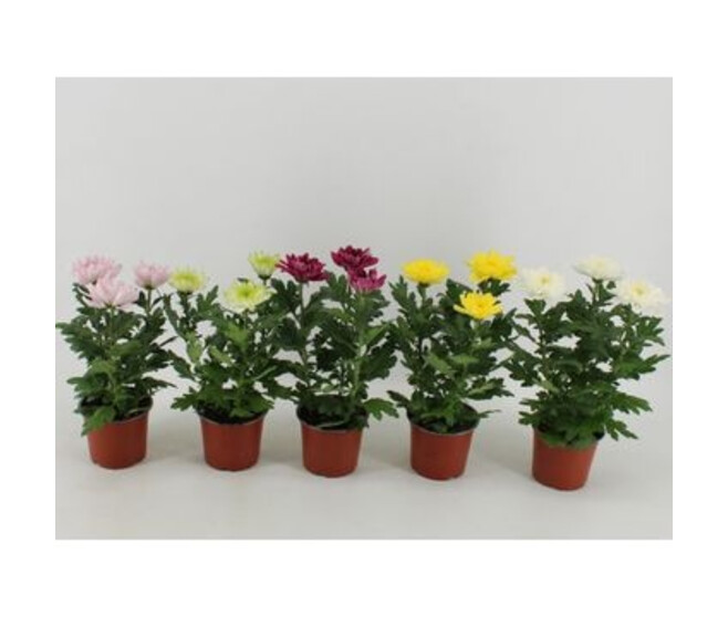 DENDRANTHEMA 3PP ZEMBLA VARIE