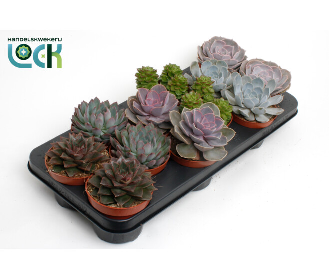 ECHEVERIA