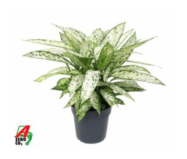 DIEFFENBACHIA VESUVIUS
