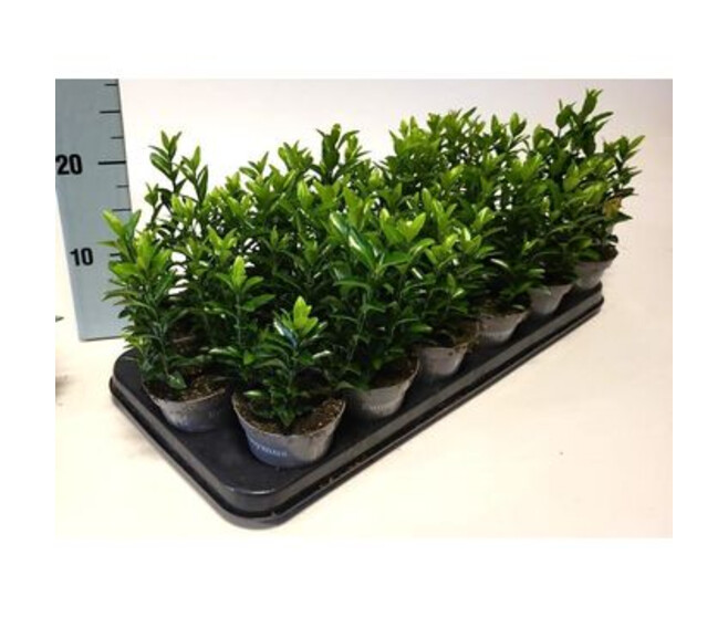 EUONYMUS GREEN SPIRE