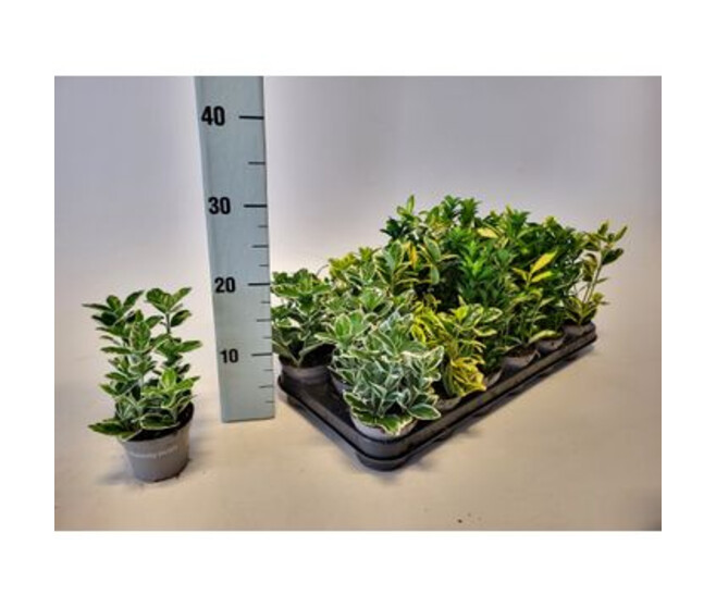 EUONYMUS VARIE