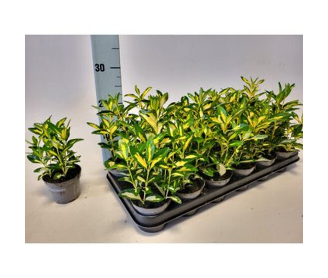 EUONYMUS JAPONICUS