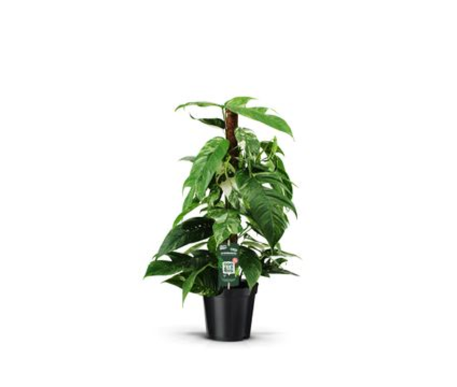 SCINDAPSUS TM
