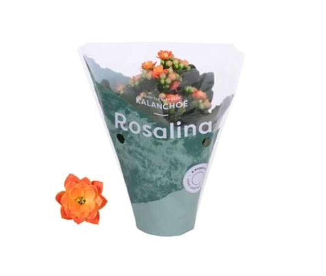 KALANCHOE FL DBLE ROSALINA DON PERDO