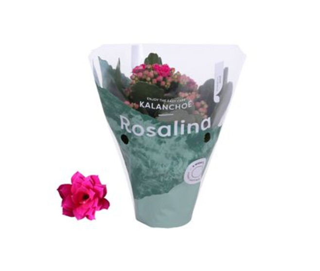 KALANCHOE FL DBLE ROSALINA DON VICTORIO