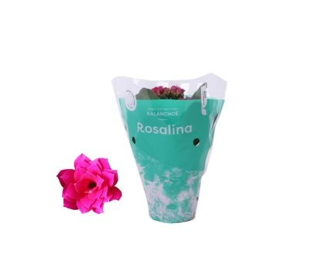 KALANCHOE FL DBLE ROSALINA DON VICTORIO