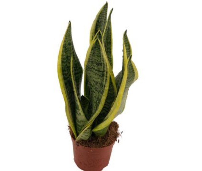 SANSEVIERIA FUTURA SUPERBA