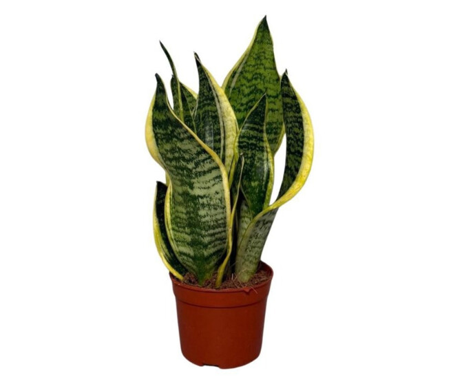 SANSEVIERIA FUTURA SUPERBA