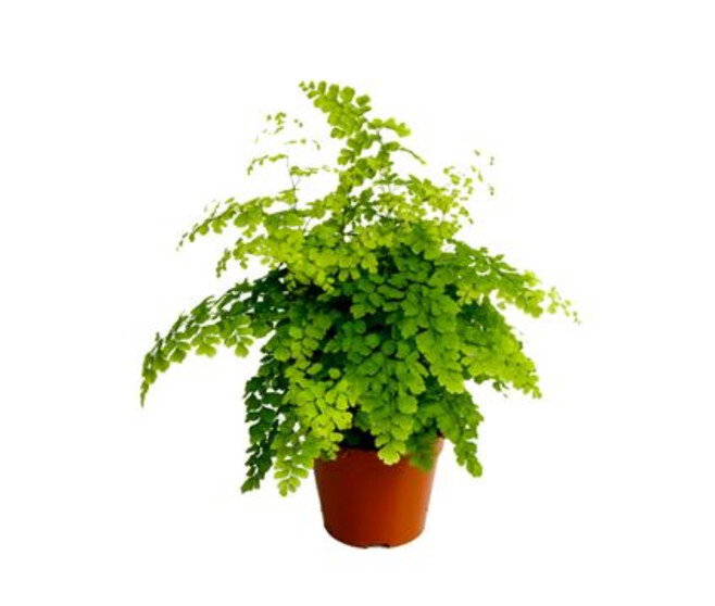 ADIANTUM FRAGRANS