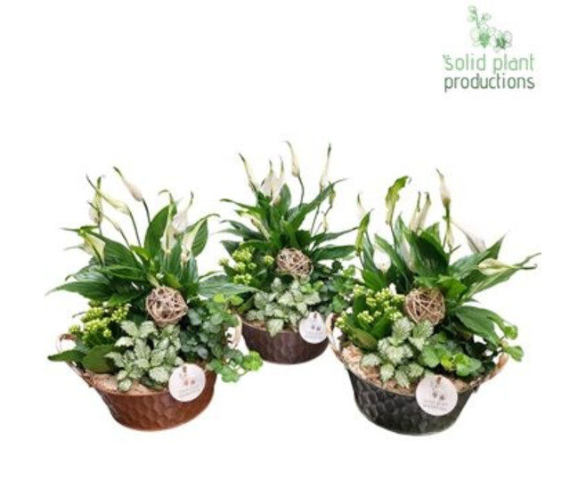 COMPO 4 PLANTES ZINC
