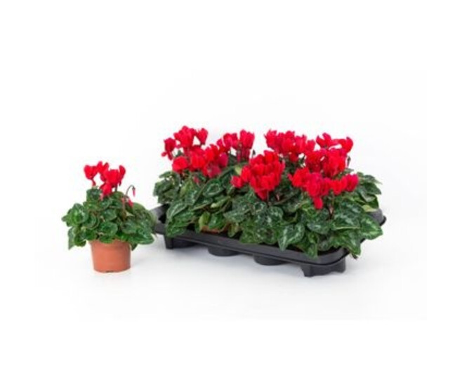 CYCLAMEN ALLURE ROUGE