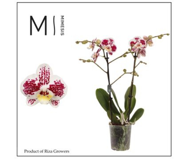 PHALANEOPSIS 2BR BLANC SPIKKELS