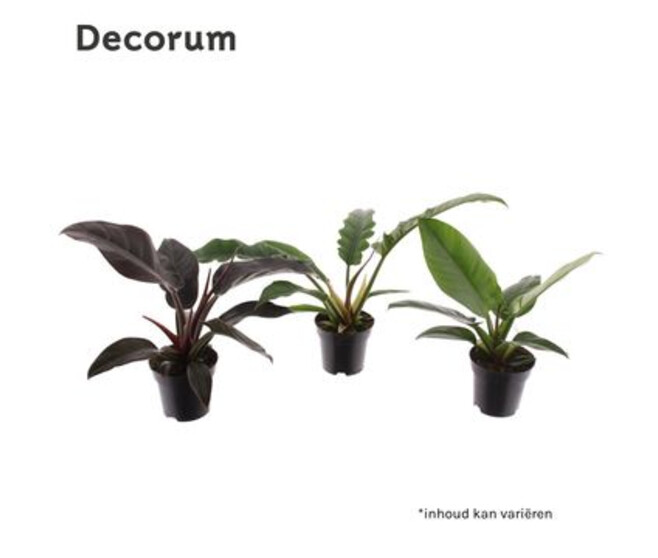 PHILODENDRON