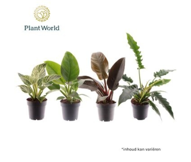 PHILODENDRON