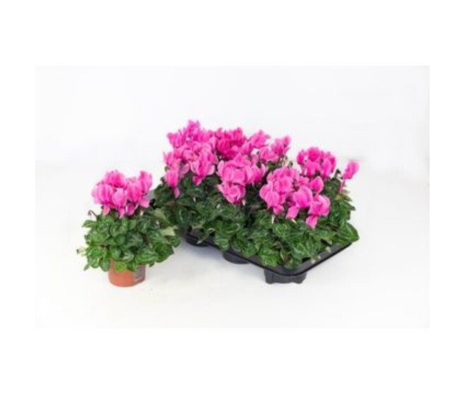 CYCLAMEN ALLURE ROSE